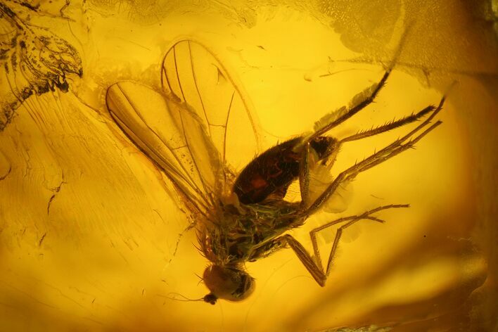 Fossil Fly (Diptera) and Beetle (Coleoptera) In Baltic Amber #173659
